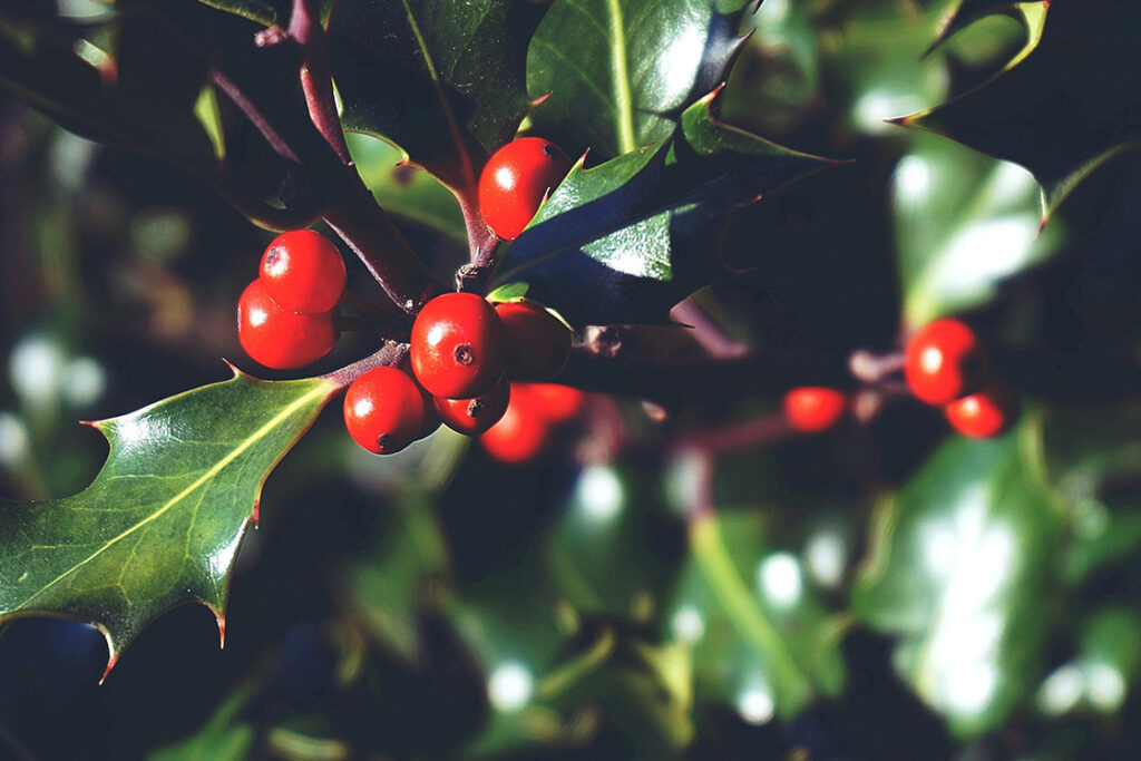 We would like to wish all of our clients and associates a Happy Christmas and prosperous 2026...